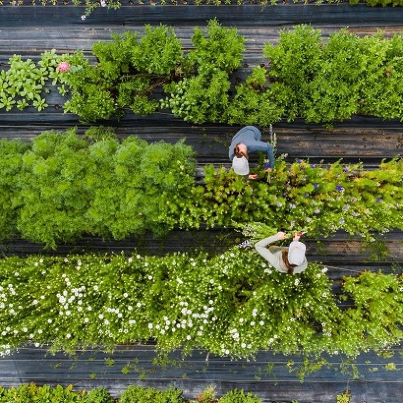 Organic farming