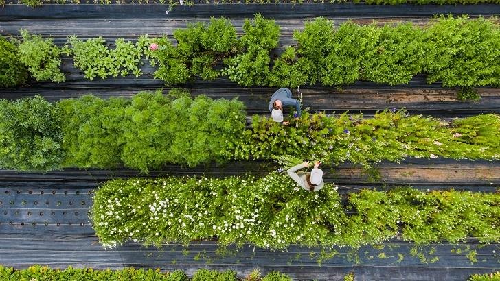 Organic farming